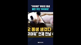 '푸바오' 동생 생겼다..이제 딸만 넷 '아이바오' #shorts