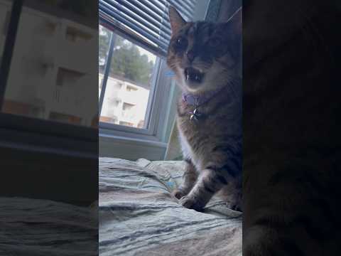 Flehmen response raise its head, draw its lips back, wrinkle nose, and hold his mouth partially open