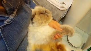 How to brush cat with long hair - Himalayan cat. 긴 털 고양이 빗질