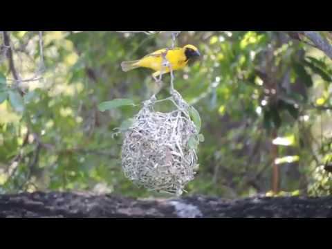 Lake Panic Kruger National Park