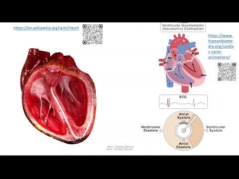 Herz 3: Herzzyklus = Systole und Diastole
