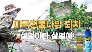 벚나무마다 꾸물꾸물 미국흰불나방 애벌레 퇴치 긴급 방제 필수 