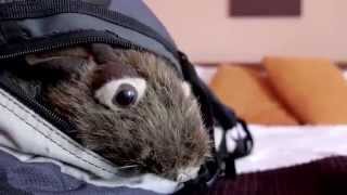 Moby Saints Official Music Video