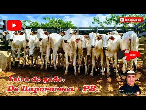 BEZERRADA DE LUXO HOJE NA FEIRA DO GADO DE ITAPOROROCA - PB. ✅17/11/2025✅