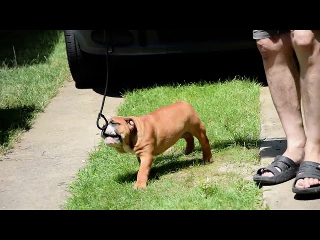 Englische Bulldogge welpen kaufen