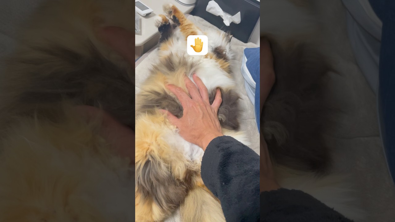 もふもふ #猫動画 #cat #ねこ #猫 #ネコ #癒される #保護猫 #三毛猫 #かわいい #かわいい猫 #ねこのいる生活 #ねこのいる暮らし #ねこのきもち