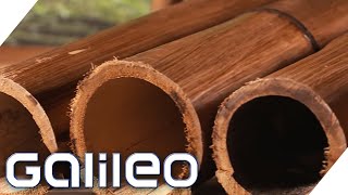 Der härteste Grashalm der Welt! 5 Secrets über Bambus | Galileo | ProSieben