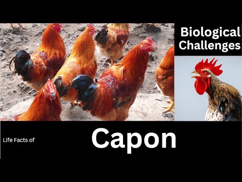 Capon