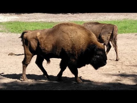 Wolin National Park, Wolin, West Pomerania, Poland, Europe