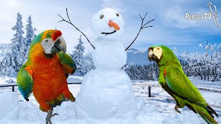 Parrots on Winter Walks and in Outdoor Aviaries