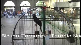 Bicudo Tornado- Apresentação no torneio nacional da COBRAP no Rj 2009