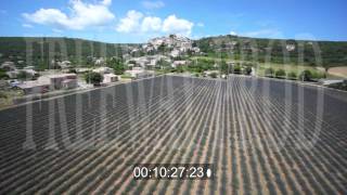 Lavande Provence