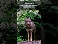 Rick Sanchez's Howl at the Moon - The Wolf Communication
