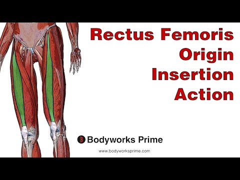 Rectus Femoris Anatomy: Origin, Insertion & Action