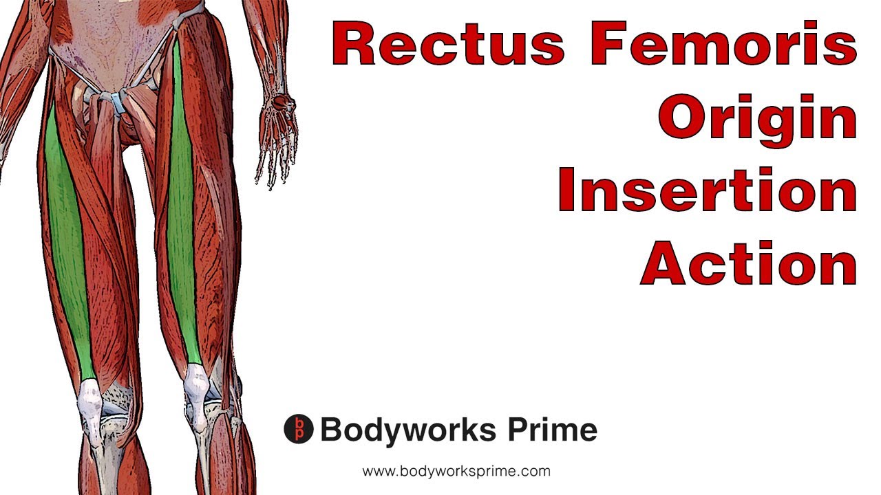 Rectus Femoris Anatomy: Origin, Insertion & Action