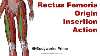 Rectus Femoris Anatomy: Origin, Insertion & Action