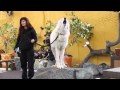 Un Lobo ártico se hace entender con el publico  