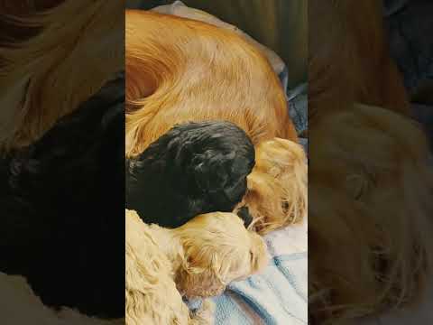 Cavapoo puppy for sale
