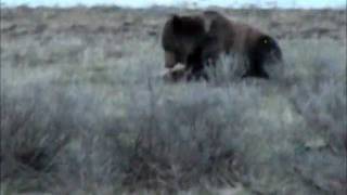 preview picture of video 'Yellowstone Griz being hazed'
