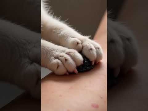 Cats Paw #2708  #visualasmr #oddlysatisfying #satisfying #catpaw #pimplepopping #pimples