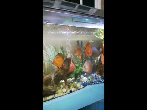 Discus Fish tank