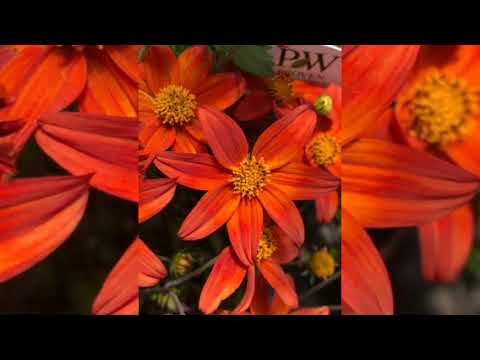 MDeeKay MIX (SoulfulPiano vol.4)Kelvin Momo, Dzo 729,  LeeroSoul, DJ Stokie and more