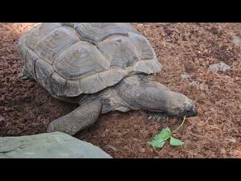 Eu não me canso disso