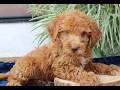 Mini Goldendoodle dogs for sale: Harper  - Video 1