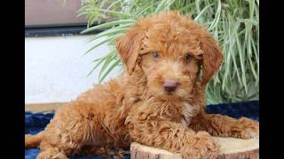 Video preview image #1 Goldendoodle (Miniature) Puppy For Sale in NARVON, PA, USA
