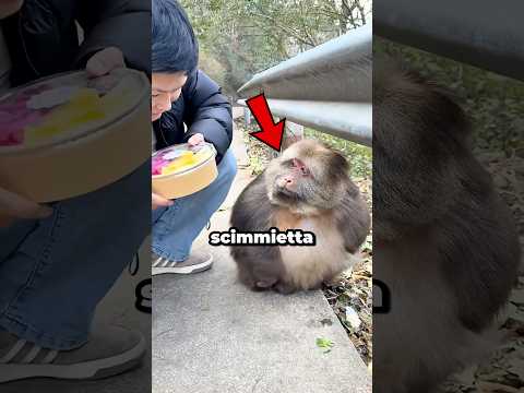 La scimmia aveva fame, ma accadde quanto segue…🥹💕