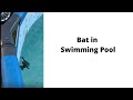Bat In Swimming Pool