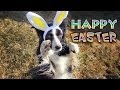 HAPPY EASTER from NanaBorderCollie! - YouTube