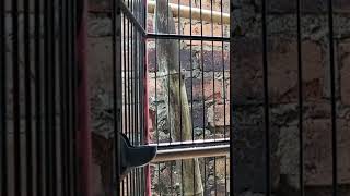 Download lagu KENARI malas bunyi, Terapi untuk kenari masteran canary #canarysingtraining #kanareyka mp3