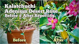 Adenium Desert Rose Root Rot : How to Save It Now? UPDATES!!