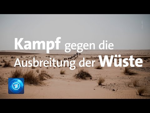 Grüne Mauer: Afrikas Kampf gegen die Ausbreitung der Sahara