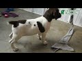 Pointer dogs for sale: Dandy - Video 1