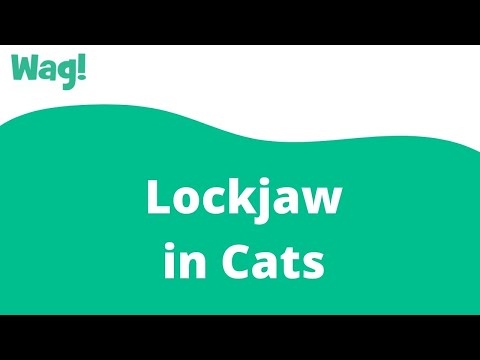 Lockjaw in Cats | Wag!