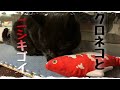 黒猫のにゃんこに錦鯉のじゃれぐるみを渡してみたら。when i handed the nishikigoi