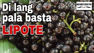 10 Prutas ng Pilipinas na Mayaman sa Vitamin C, Alamin! | Nature's Bes