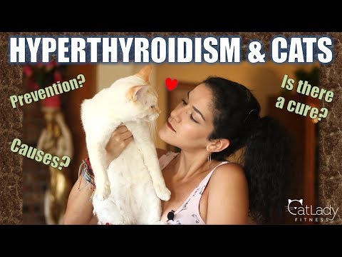 Does your cat have HYPERTHYROIDISM (you'll never believe where it may be from!) - Cat Lady Fitness