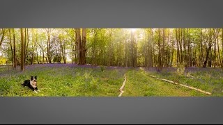 Bluebell Wood Photo Challenge: Take and Make Great Photography with Gavin Hoey