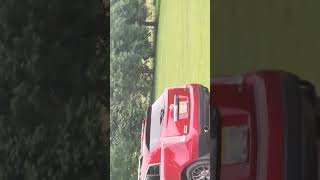 baby deer back again #cute #cuteanimals #babydeer #johndeere #cutevideo #babyanimals