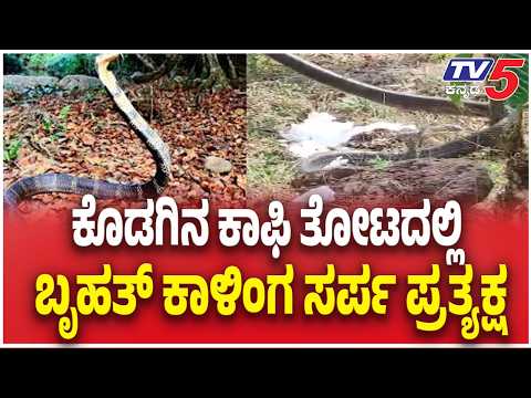 15-Foot King Cobra Rescued In Kodagu ಕೊಡಗಿನ ಕಾಫಿ ತೋಟದಲ್ಲಿ ಬೃಹತ್ ಕಾಳಿಂಗ ಸರ್ಪ ಪ್ರತ್ಯಕ್ಷ