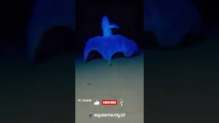 Download lagu Ketika Cumi-cumi Vampir berjalan di dasar laut #AquaAMA mp3