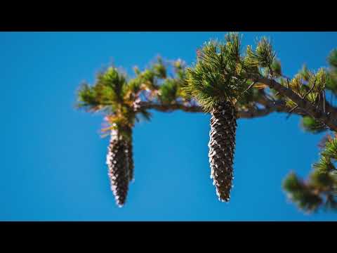 Sugar Pine Cone Collections Explained
