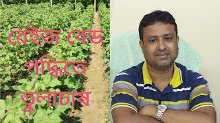 রেইজ বেড পদ্ধতিতে তুলাচাষ