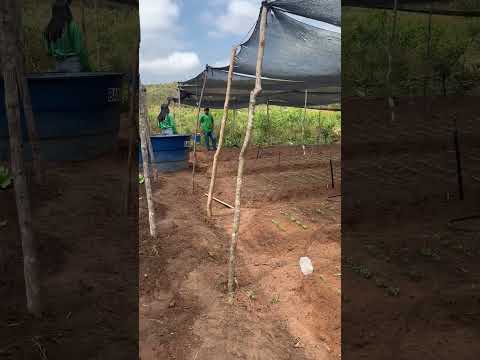 Eliezer Matos a voz do agronegócio Maranhense na cidade de Jatobá Maranhão