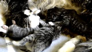 preview picture of video 'Feeding 4 beautiful kittens 3 days old. In Full HD'