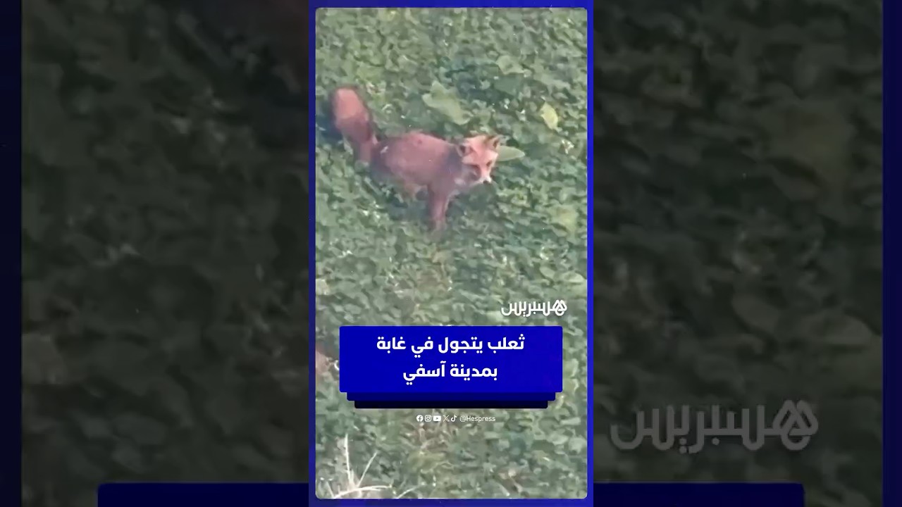 مشهد نادر.. ثعلب  يتجول في غابة  بمدينة آسفي thumbnail