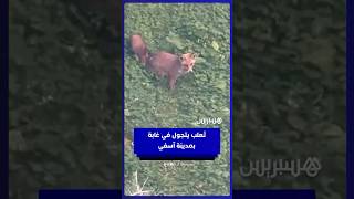 مشهد نادر.. ثعلب  يتجول في غابة  بمدينة آسفي thumbnail
